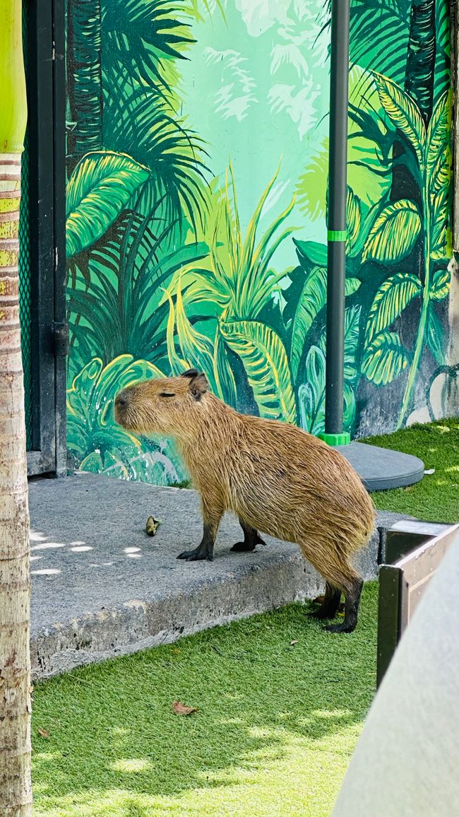 Cafè dei gatti e Mondo Cabybara