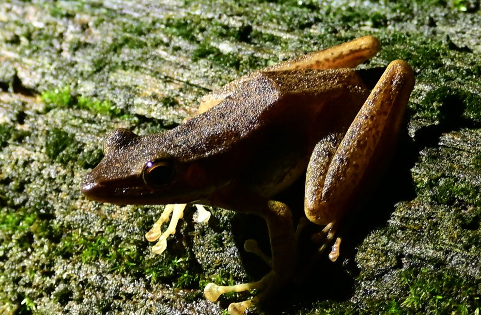Tabin Wildlife Resort