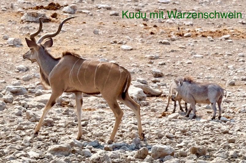 Etosha - wir sind da!