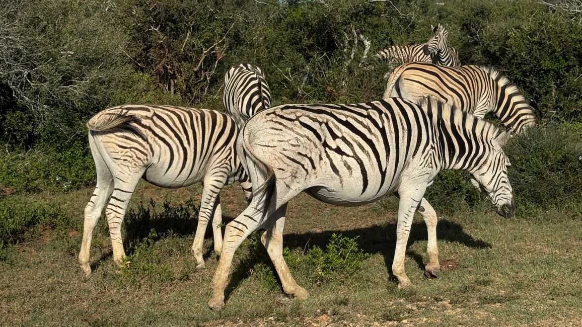 Addo Nationalpark