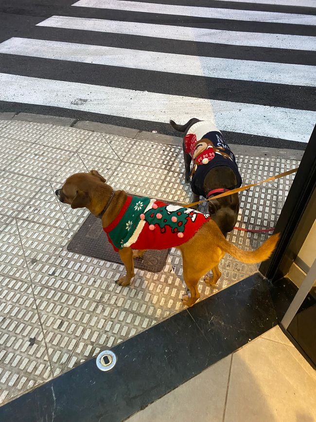 Even the dogs are dressed festively