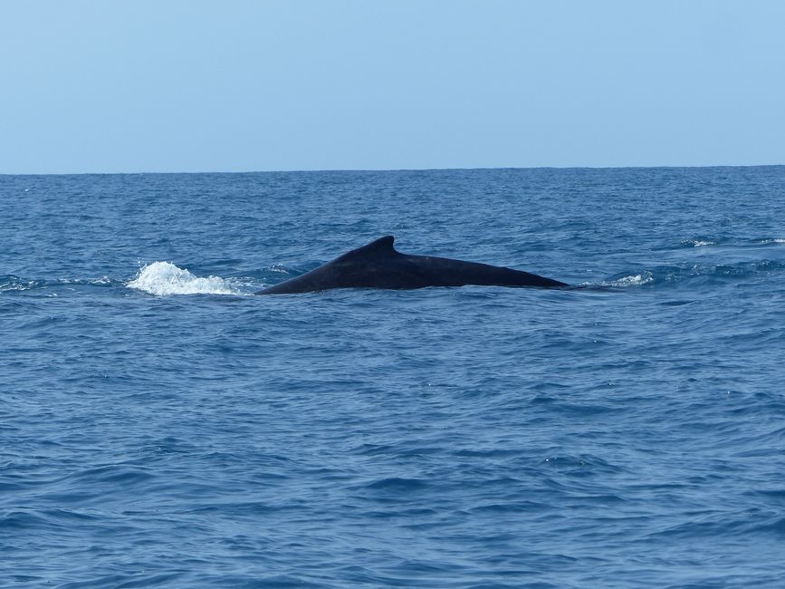 Brasil, Observación de Ballenas