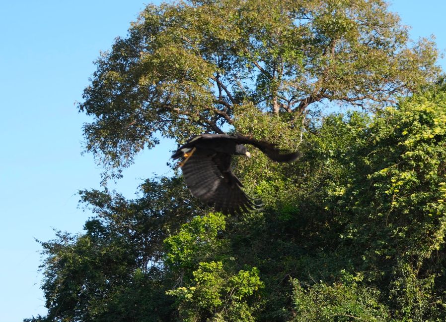 Excursión en barco en el Pantanal