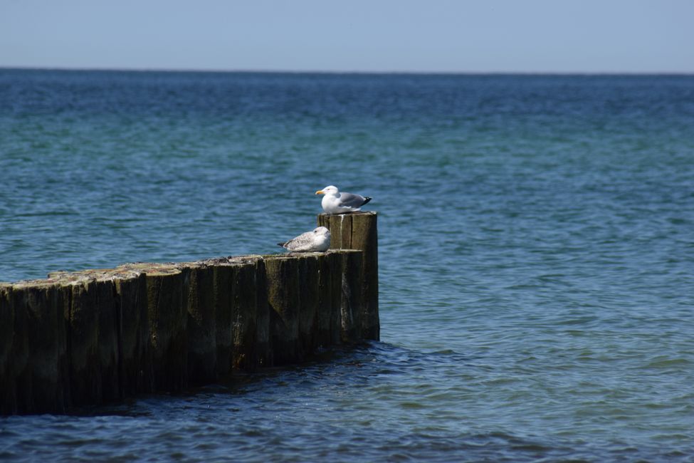 Darß und Fischland im Mai 2018