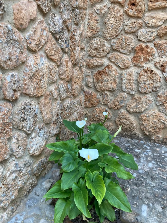 Airport BER- Drogendealerin enttarnt