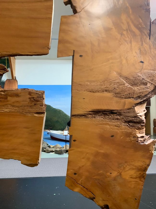 27_ARBRE KAURI