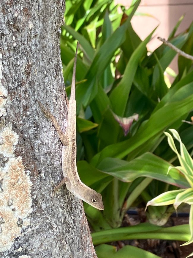 The brown anole (Anolis sagrei), also known commonly as the Cuban brown anole, Bahaman anole, or De la Sagra's anole,[3] is a species of lizard in the family Dactyloidae.