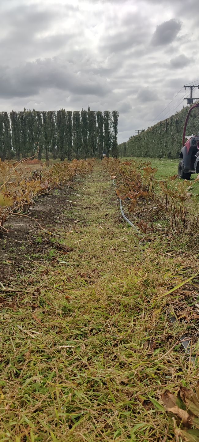 Hedge waste