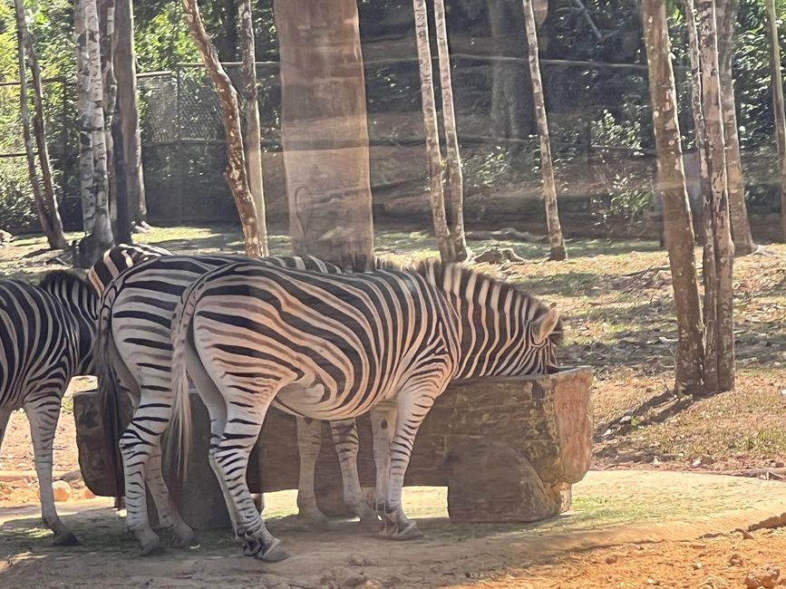 Tag 16 - Phu Quoc: Tierische Higloghts und glitzerndes Einhorn