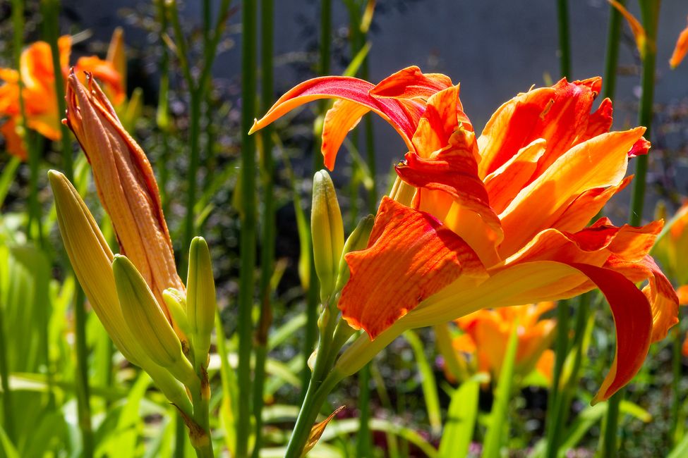 Parc Floral de La Source