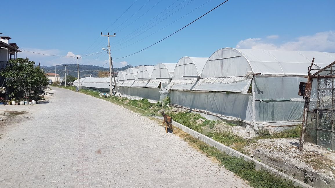 Little Andalusia: similar to Spain, the plastic greenhouses are lined up next to each other