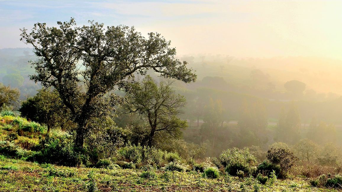 Ein wenig Nebel und Saharasand
