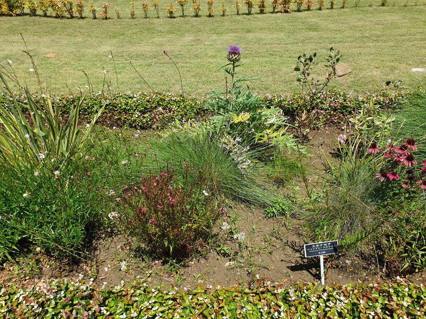 Interessante Blumen