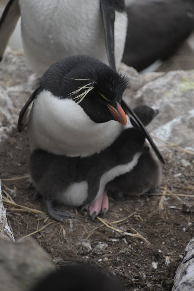 Felsenpinguine / Rockhopper penguins