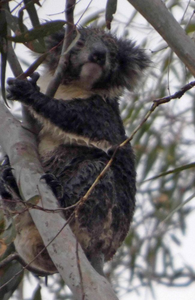 Kingscote, Kangaroo Island