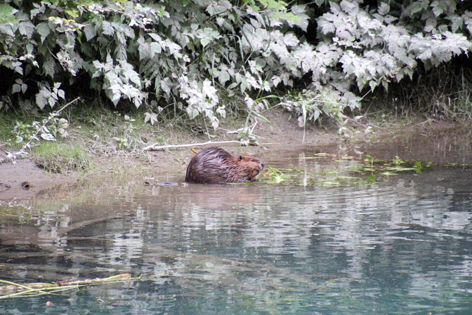 Tag 15: Stewart/Hyder - Grizzlies & (k)ein Salmon Glacier