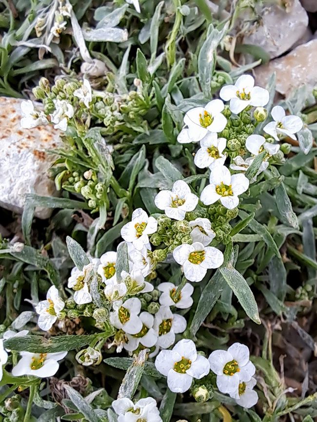 Planta de pradera arenosa