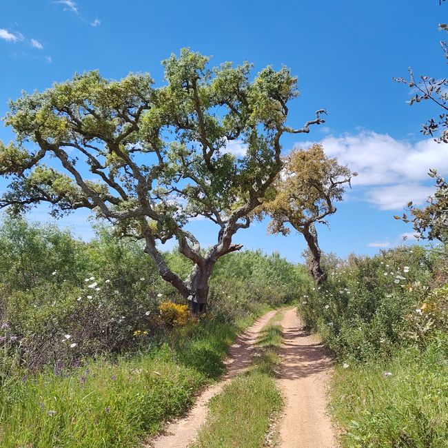 Cercal de Alentejo -> Vale Seco