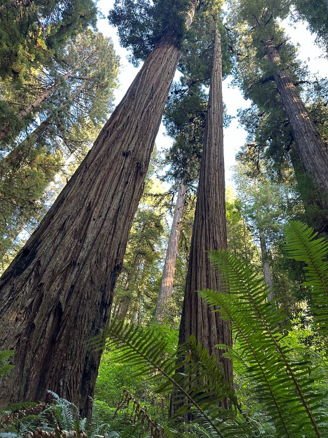 North Californian redwoods