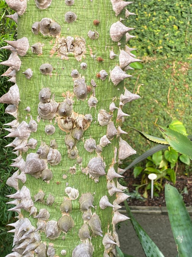 - bin ich auch bei dornigen Stämmen ahnungslos