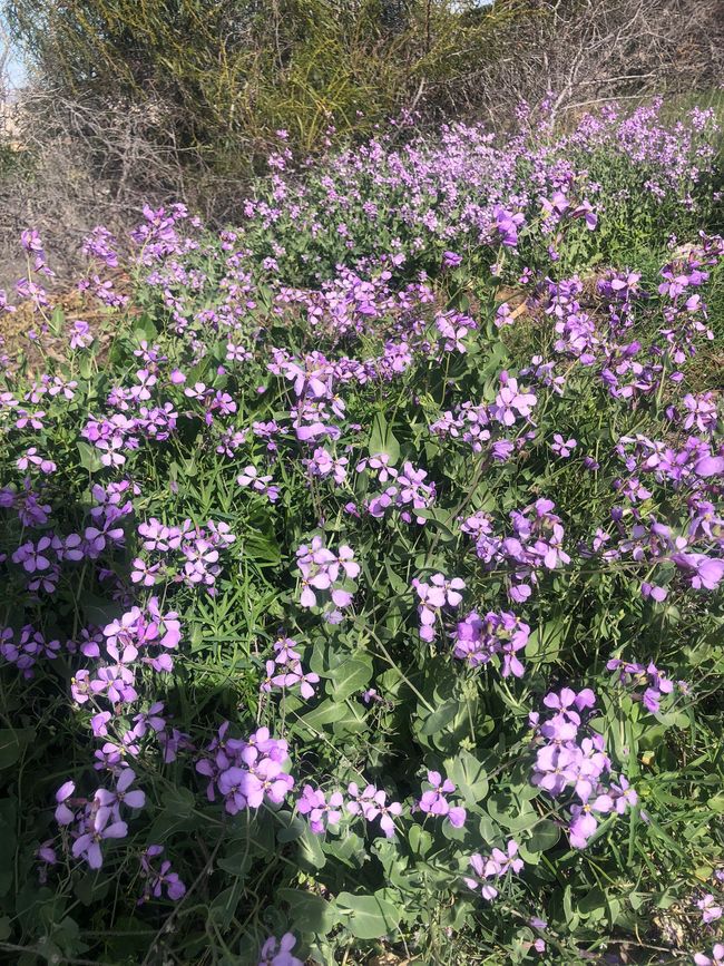 Champs de fleurs