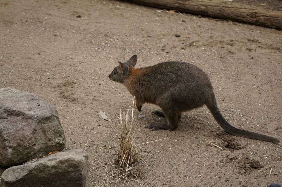 Wallabies