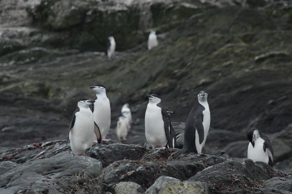 Zügelpinguine / Chinstrap penguins