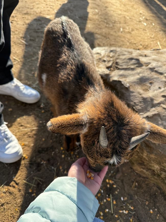 📍Wildpark, Bad Mergentheim/ 📍Wildlife Park, Bad Mergentheim