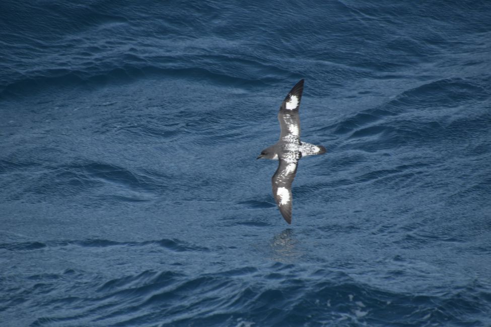 Kapsturmvogel / Cape petrel