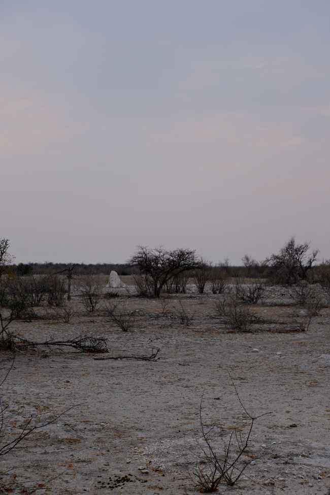 Etosha National Park 🐘🦒