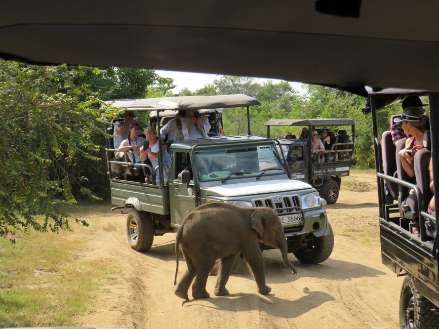 Udawalawa - Safari avec des éléphants