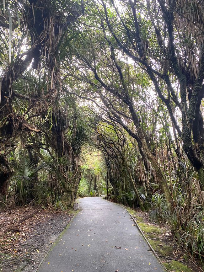Da Hokitika a Carters Beach