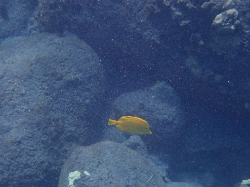 Poisson-chirurgien à nageoires jaunes