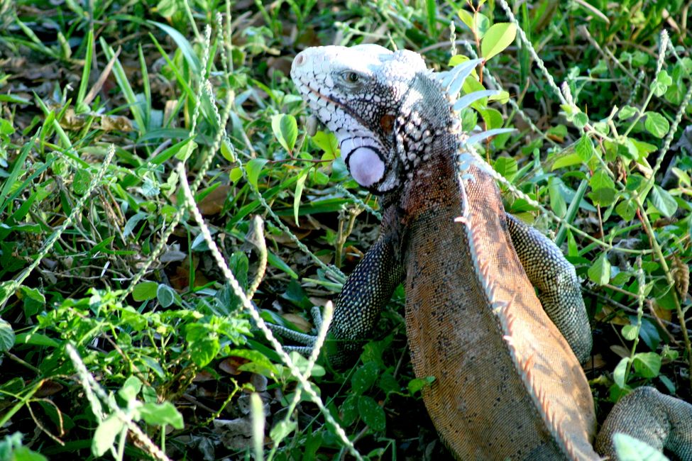 Leguan