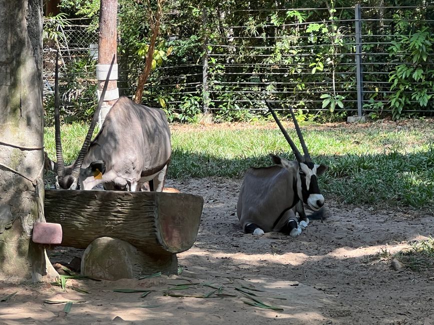 Tag 16 - Phu Quoc: Tierische Higloghts und glitzerndes Einhorn