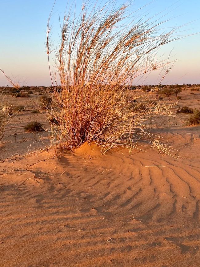 Namibia 2024: Auf in die Kalahari Wüste