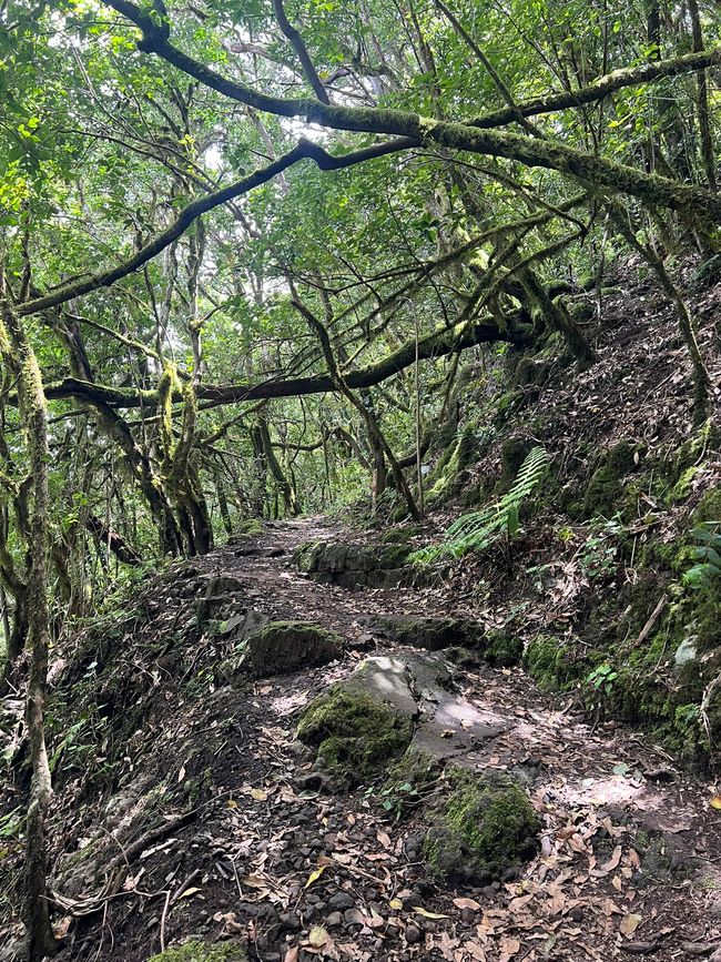 Parque Nacional de Garajonay