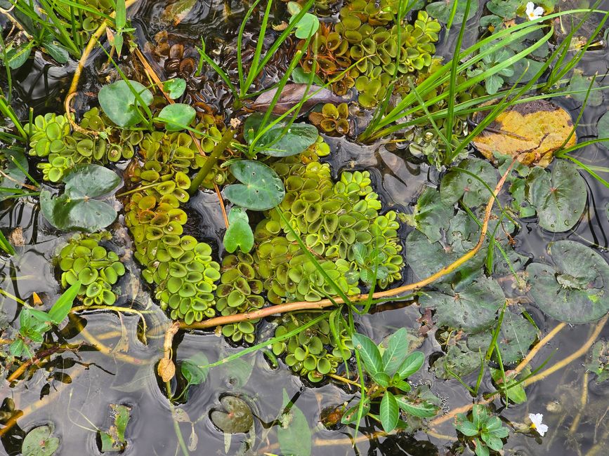 Alles kommt anders... - oder: Die Tempelanlagen von Angkor