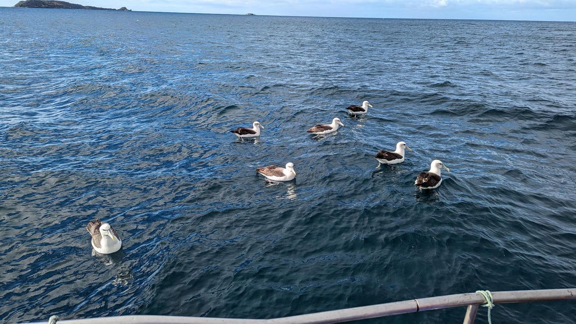 Many Albatrosses were following the fishing boat 