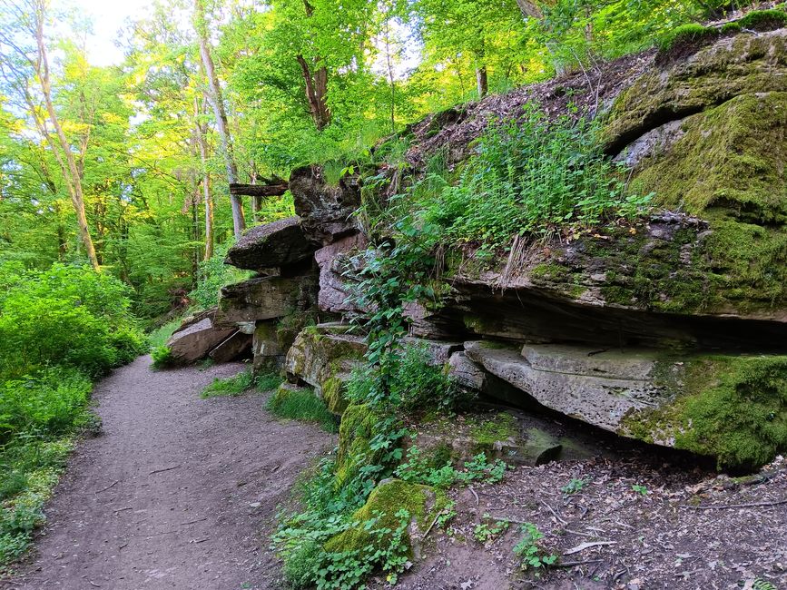 Waldspaziergang