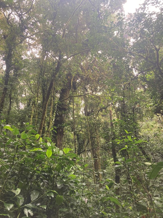 Monteverde