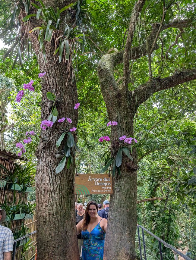 Orchidee crescono qui sugli alberi