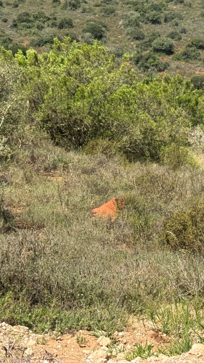 Addo Nationalpark
