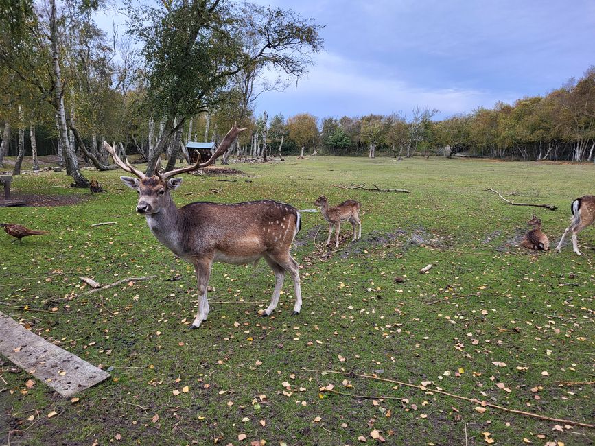 Parc animalier