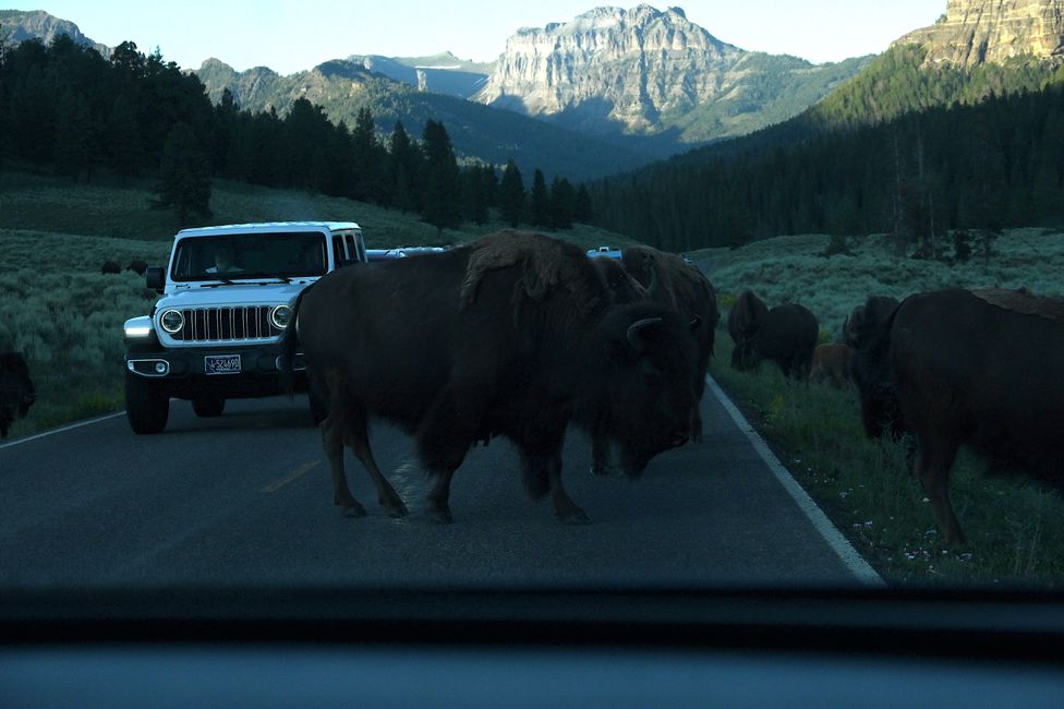 Bisons im Lamar-Valley