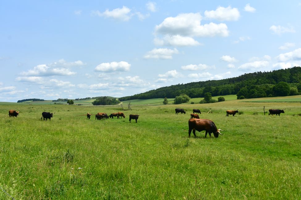 * * * S E C H T A S A F A R I - der Auerochsenweg
bei Bopfingen * * *