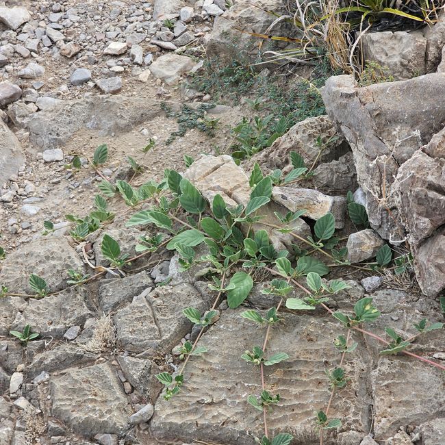 Big Bend Nationalpark
