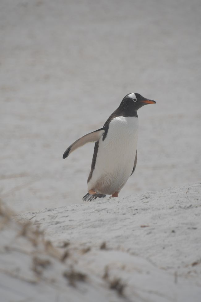 Manchot de Gentoo / Gentoo penguin