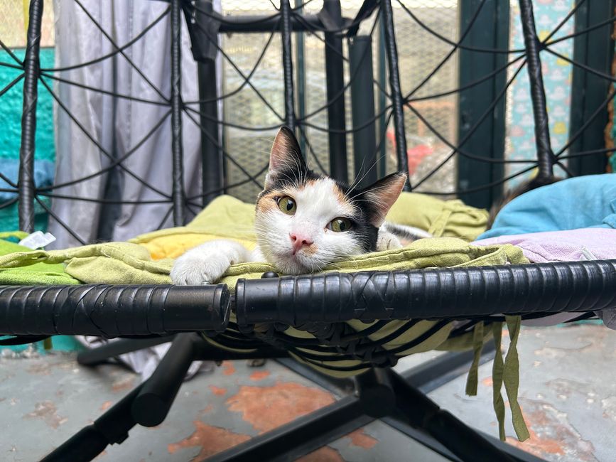 Katze im Katzen-Café