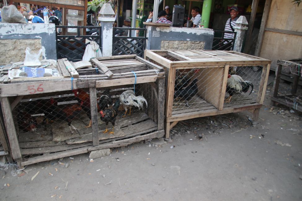Etiqueta 16: En camino por Lombok